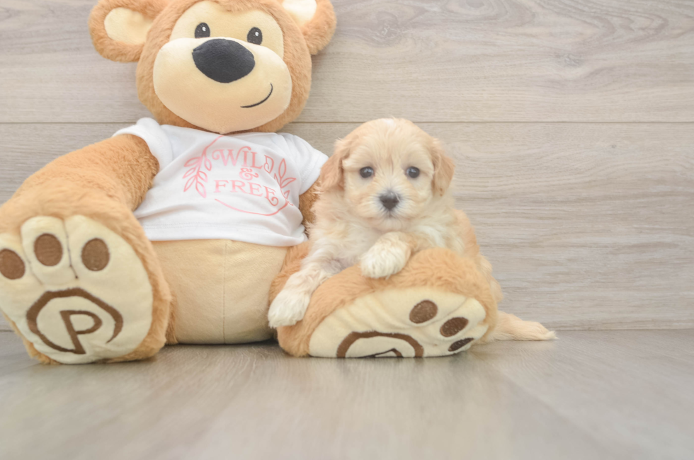 5 week old Maltipoo Puppy For Sale - Puppy Love PR