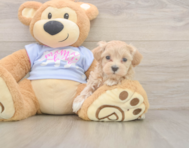 7 week old Maltipoo Puppy For Sale - Puppy Love PR