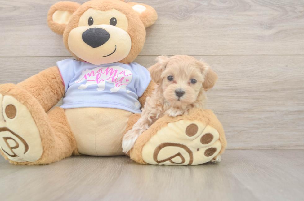 5 week old Maltipoo Puppy For Sale - Puppy Love PR