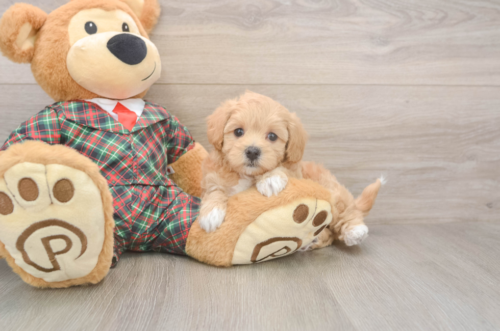 6 week old Maltipoo Puppy For Sale - Puppy Love PR
