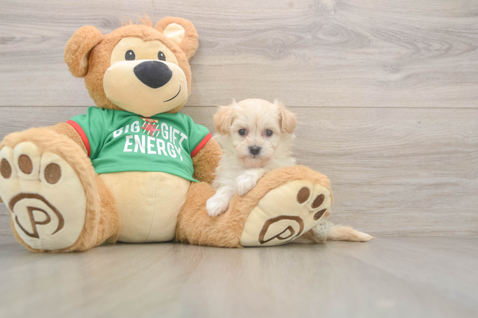 Petite Maltipoo Poodle Mix Pup