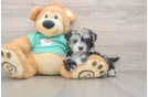 Maltipoo Puppy for Adoption