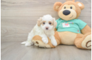 Best Maltipoo Baby