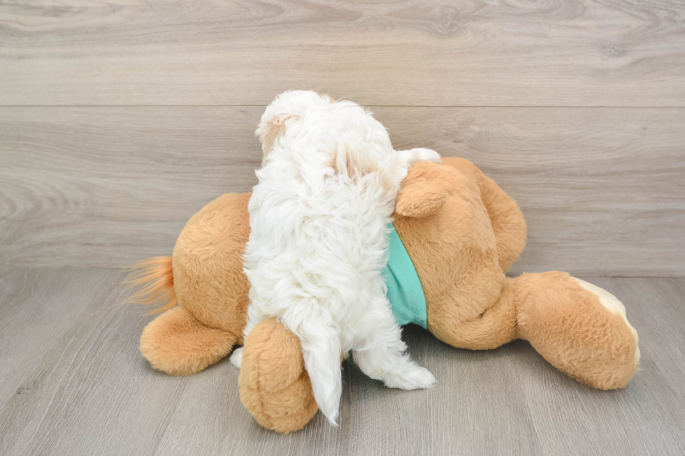 Adorable Maltese Poodle Poodle Mix Puppy