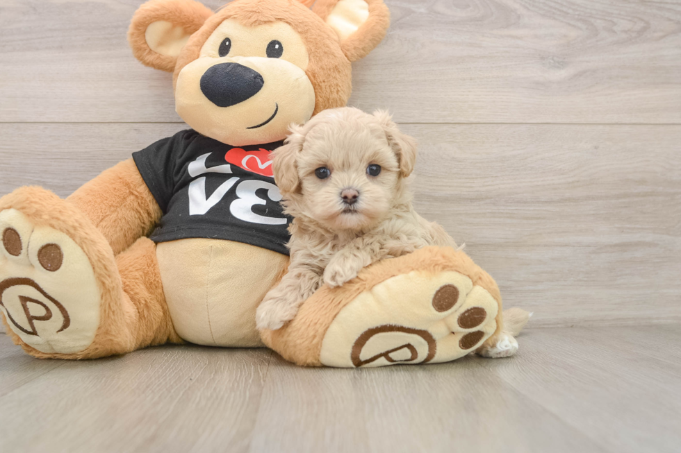 Small Maltipoo Baby