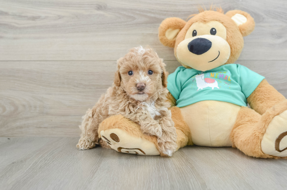 6 week old Maltipoo Puppy For Sale - Puppy Love PR