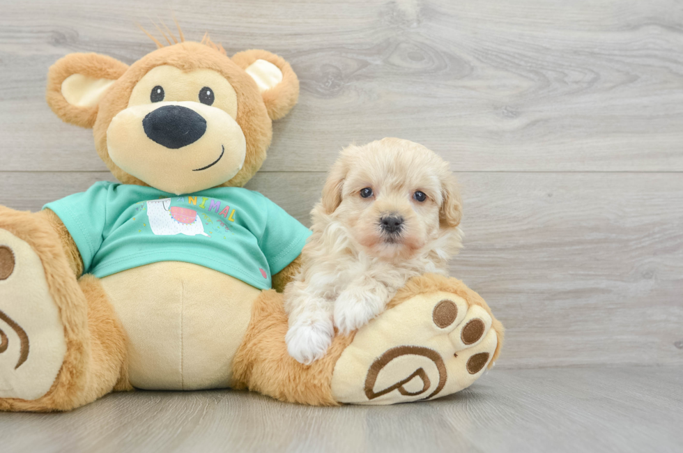 6 week old Maltipoo Puppy For Sale - Puppy Love PR