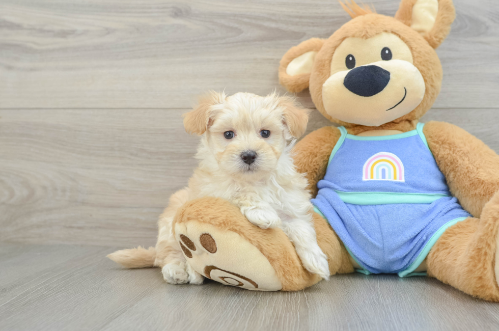 6 week old Maltipoo Puppy For Sale - Puppy Love PR