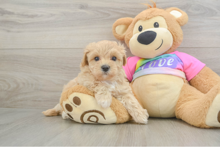 Maltipoo Puppy for Adoption