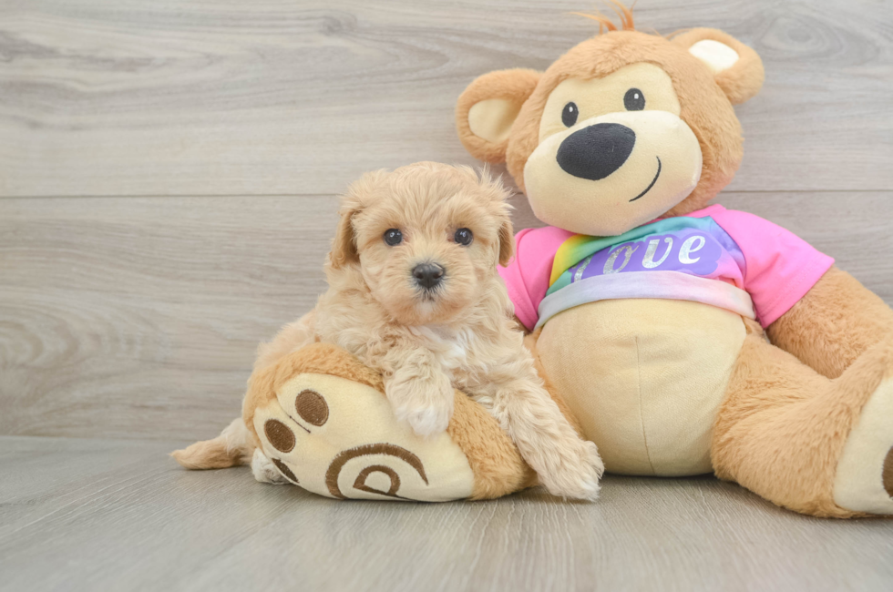 6 week old Maltipoo Puppy For Sale - Puppy Love PR