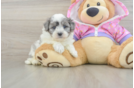 Hypoallergenic Malt a Poo Poodle Mix Puppy