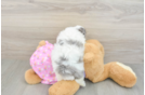 Little Maltidoodle Poodle Mix Puppy
