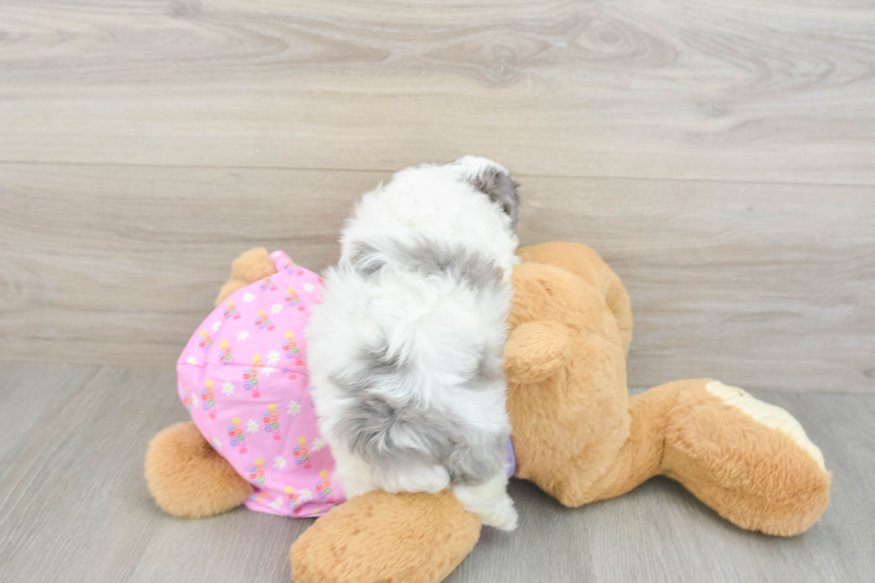 Little Maltidoodle Poodle Mix Puppy