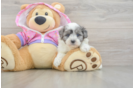 Maltipoo Puppy for Adoption
