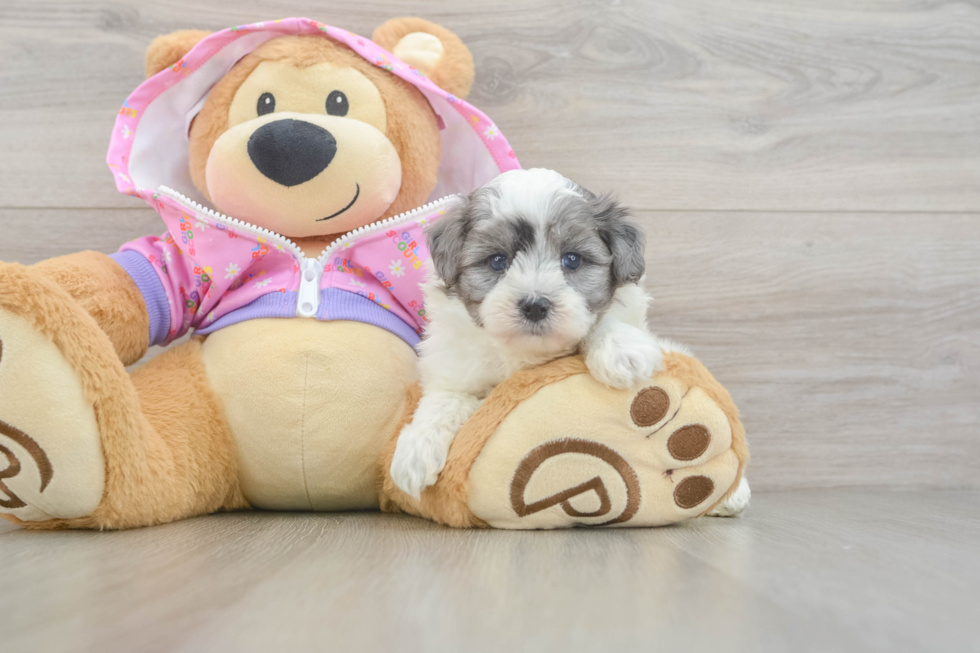 Maltipoo Puppy for Adoption