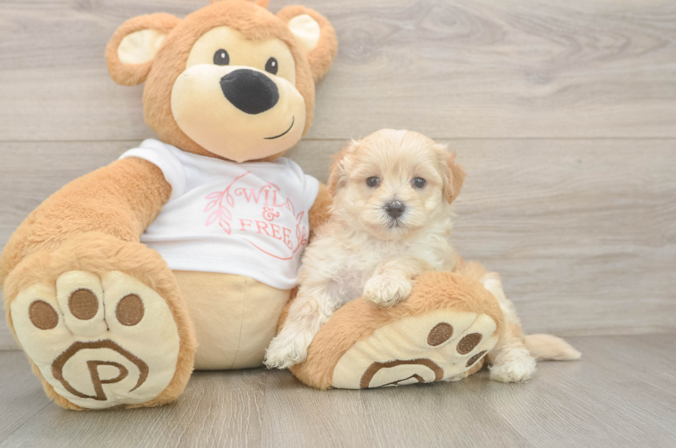 5 week old Maltipoo Puppy For Sale - Puppy Love PR