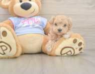 7 week old Maltipoo Puppy For Sale - Puppy Love PR