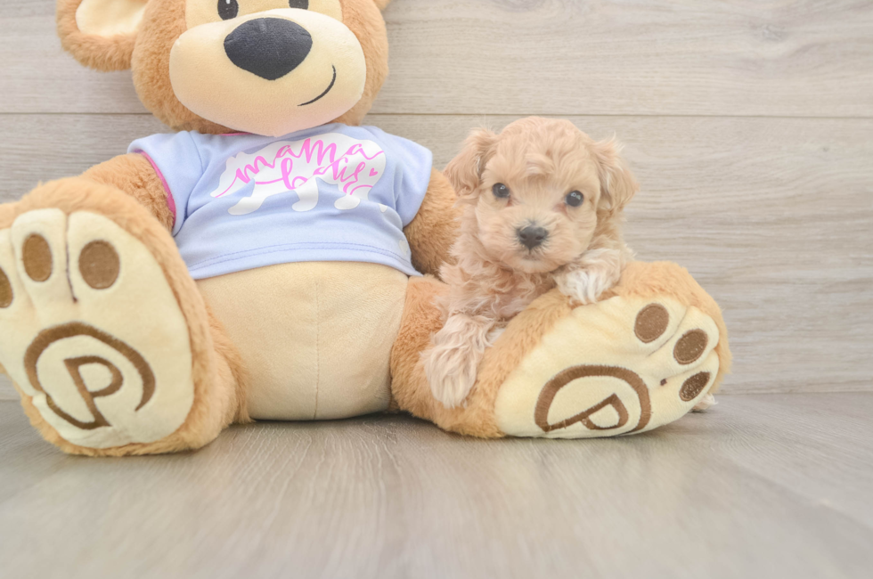 5 week old Maltipoo Puppy For Sale - Puppy Love PR