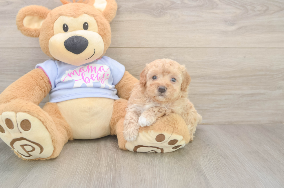 6 week old Maltipoo Puppy For Sale - Puppy Love PR