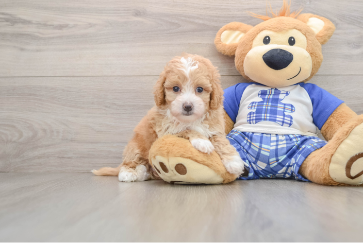 Cute Maltipoo Baby