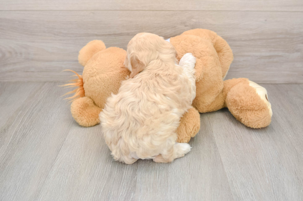 Hypoallergenic Multipoo Poodle Mix Puppy