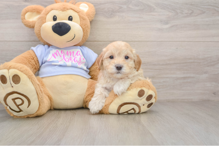 Maltipoo Pup Being Cute