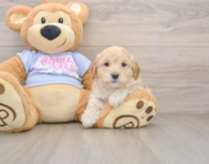 8 week old Maltipoo Puppy For Sale - Puppy Love PR