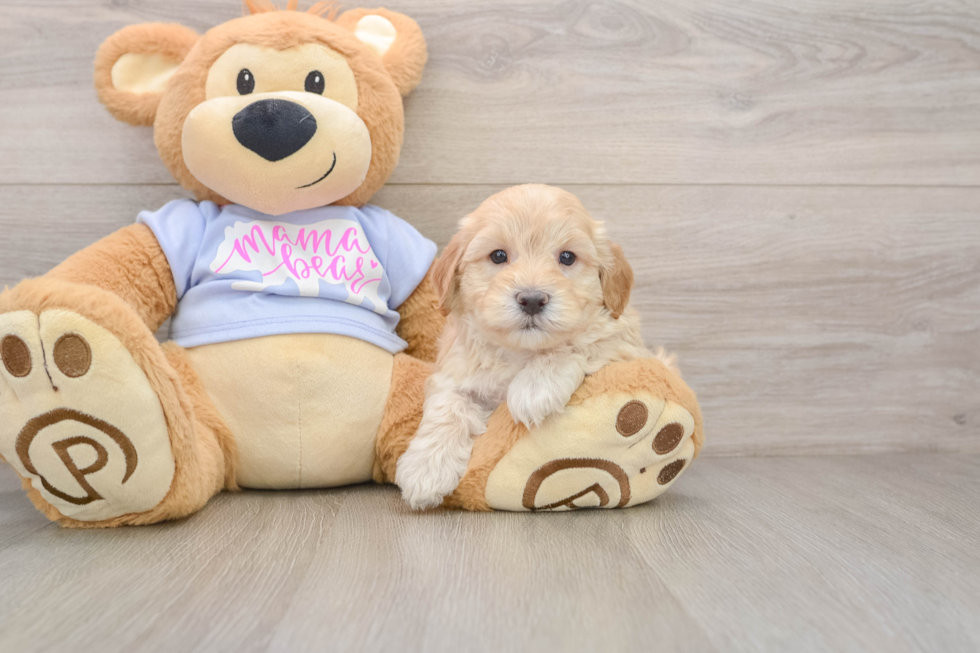Maltipoo Pup Being Cute