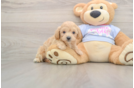 Hypoallergenic Malt a Poo Poodle Mix Puppy