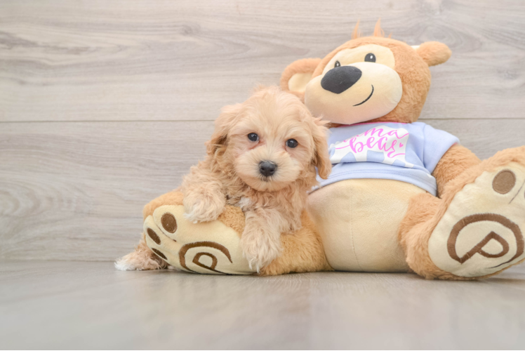 Best Maltipoo Baby