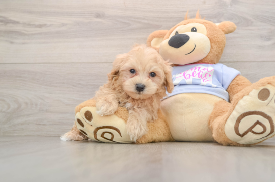 Best Maltipoo Baby