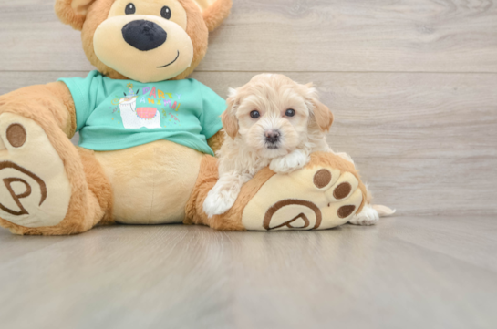 Best Maltipoo Baby