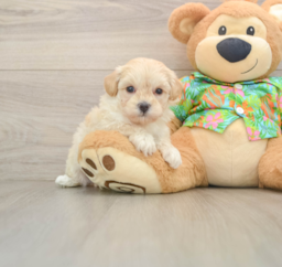 7 week old Maltipoo Puppy For Sale - Puppy Love PR