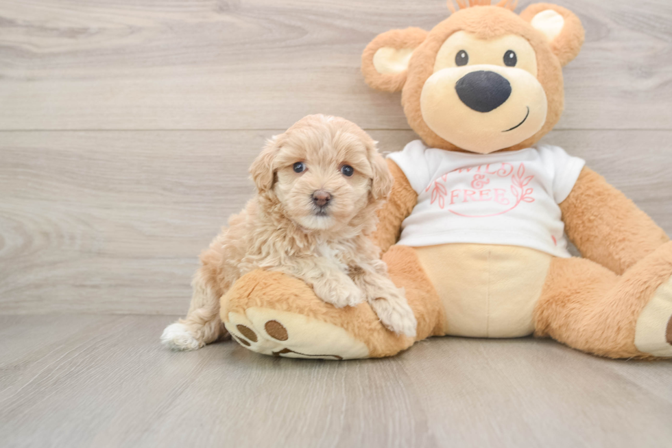 Maltipoo Pup Being Cute