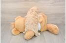 Maltipoo Puppy for Adoption