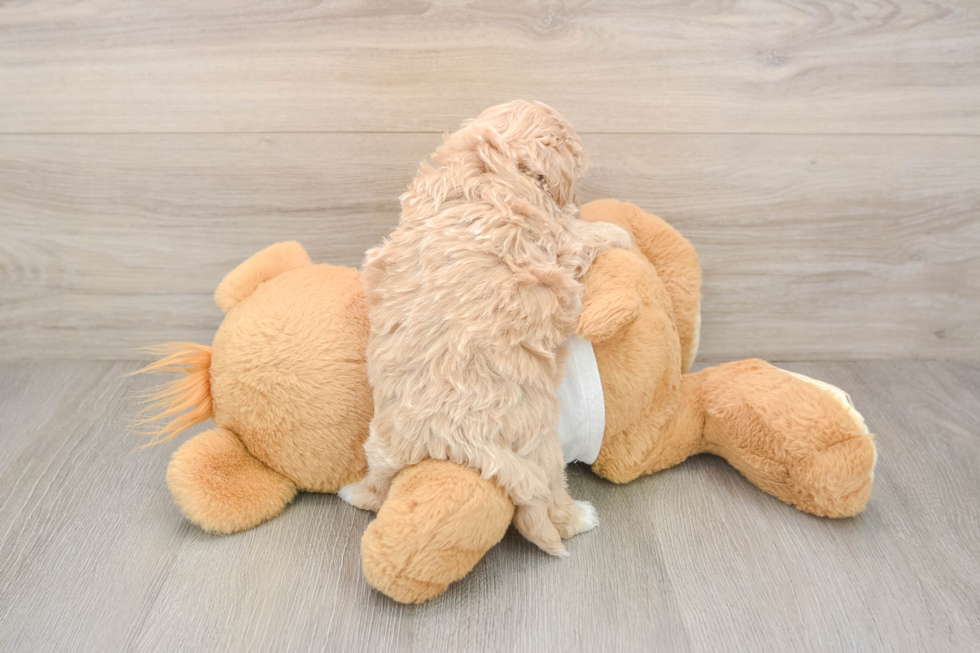Maltipoo Puppy for Adoption