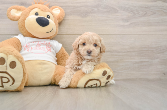 Maltipoo Puppy for Adoption