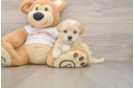 Energetic Maltidoodle Poodle Mix Puppy