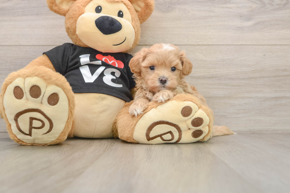 Maltipoo Puppy for Adoption