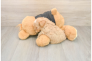 Best Maltipoo Baby