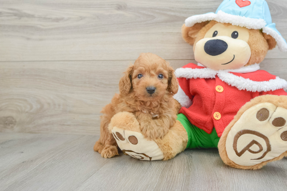 Popular Maltipoo Poodle Mix Pup