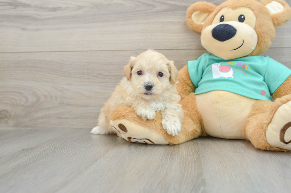 7 week old Maltipoo Puppy For Sale - Puppy Love PR