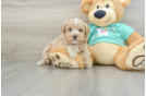 Maltipoo Puppy for Adoption