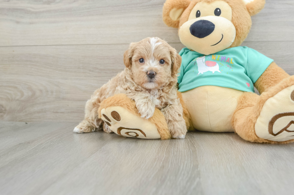 6 week old Maltipoo Puppy For Sale - Puppy Love PR