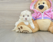 8 week old Maltipoo Puppy For Sale - Puppy Love PR