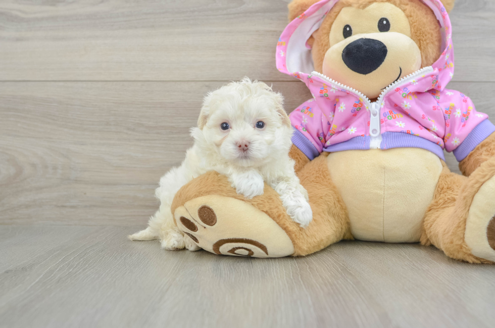 5 week old Maltipoo Puppy For Sale - Puppy Love PR