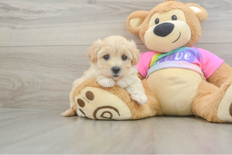 Energetic Multipoo Poodle Mix Puppy
