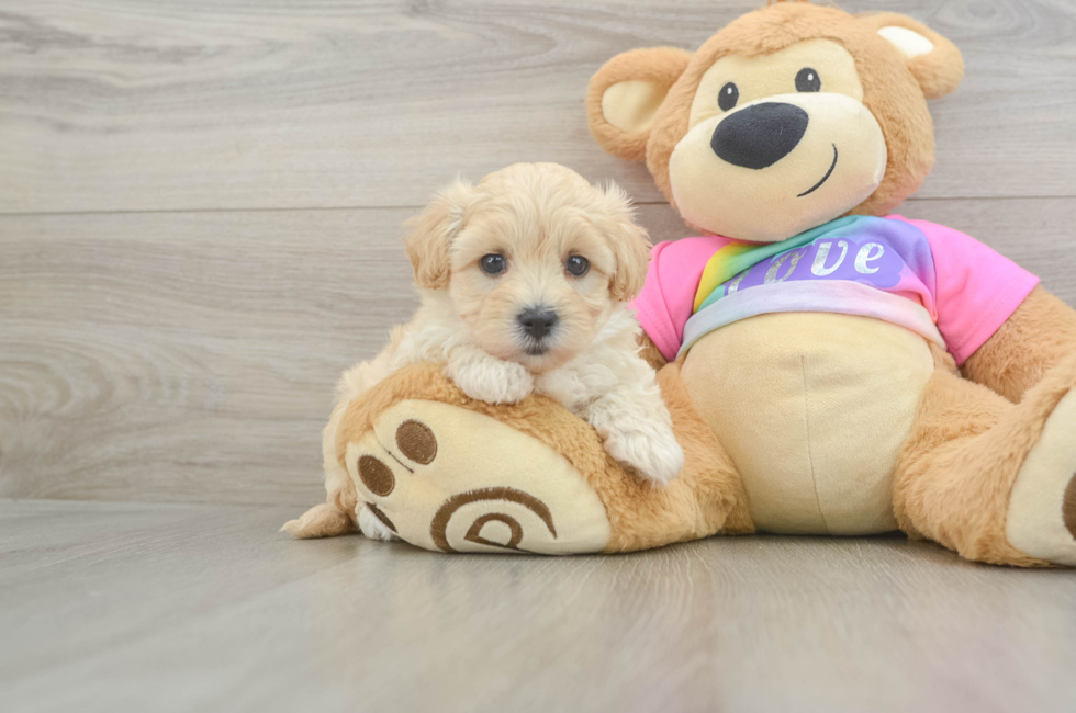 6 week old Maltipoo Puppy For Sale - Puppy Love PR