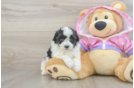 Fluffy Maltipoo Poodle Mix Pup