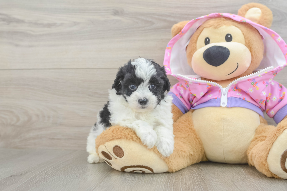 Fluffy Maltipoo Poodle Mix Pup